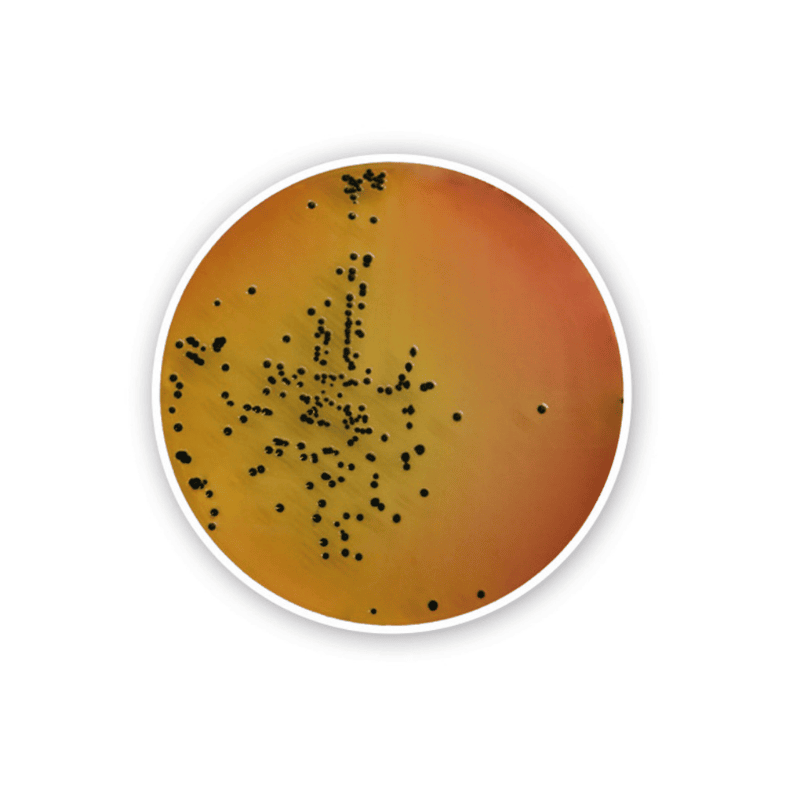 Gélose Salmonella-Shigella
