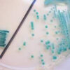 Gélose chromogène Candida